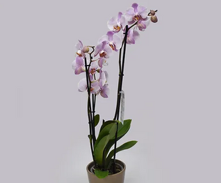 Orquídea Rosa