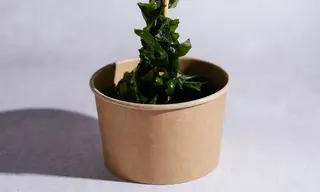 Wakame no sunomono