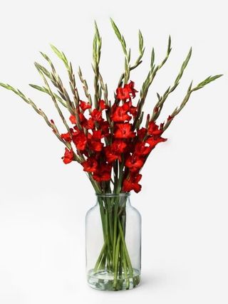 Buchet din 13 crenguțe de gladiolus roșu