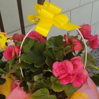 Cesta Plantas Variadas M