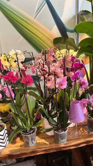 Orchidee a piu non posso