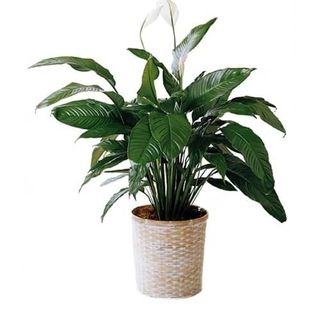 Spathiphyllum