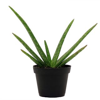 Aloe vera succulenta 30