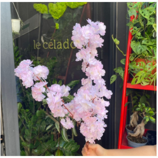 Cherry Blossom White