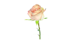 ვარდისფერი ვარდი