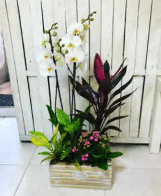 Cesta De Plantas