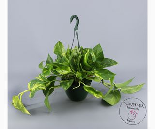 Pothos colgar