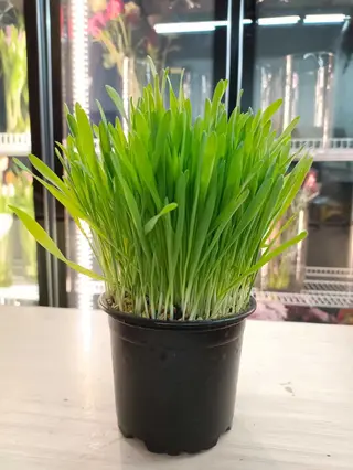 Hierba de gato