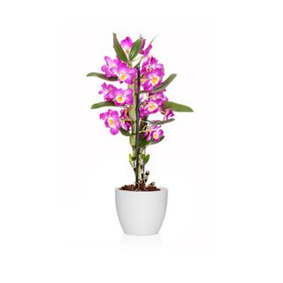 Dendrobium Rosa 2 Varas