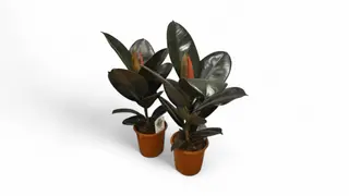 Fikus robusta