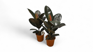 Fikus robusta