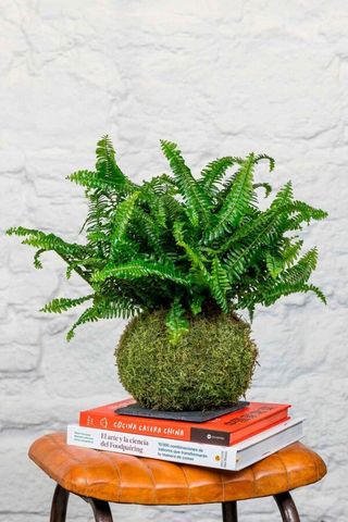Kokedama helecho