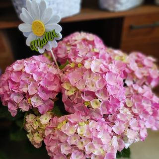Hortensia Especial Día de la Madre