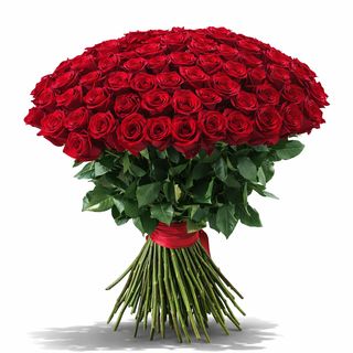 100 ჰოლანდიური ვარდი