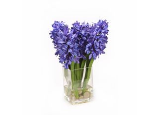 3 Зюмбюла, Лилави