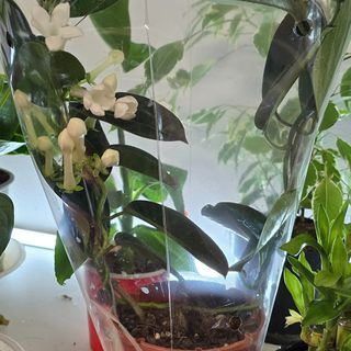 Стефанотис