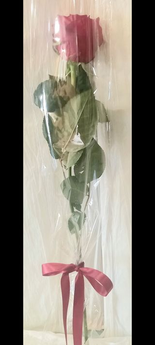 Jedna ruža u celofanu s mašnom