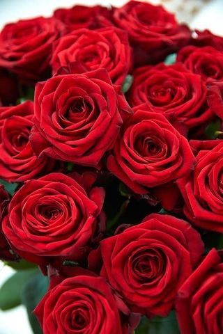 12 rose rosse gambo lungo