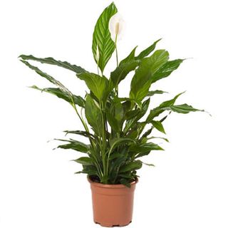 Спатифилум, малък