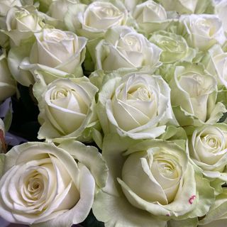 Троянда Аваланж