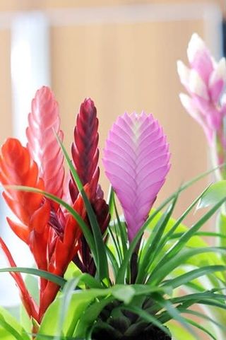 Bromelia vari colori con vaso colorato ceramica