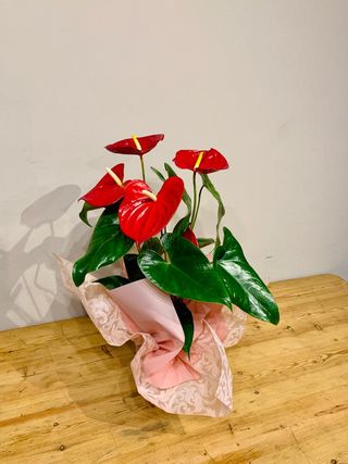 Anthurium Grande