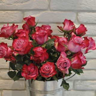 Trandafir Deep Purple