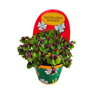 Vaso Trevo 4 Folhas - Planta da Sorte