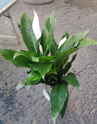 Spathiphyllum 