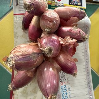 Cipolle rosse di Tropea secca 1 kg