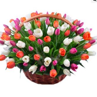 Arlecchino – Cesto 50 Tulipani Colorati
