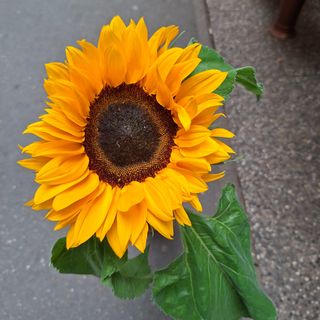 1.  Girasole