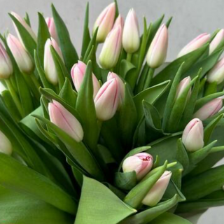 Bukiet delikatnych tulipanów 11