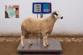 01281791 - 66 Kg