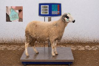 01281791 - 66 Kg