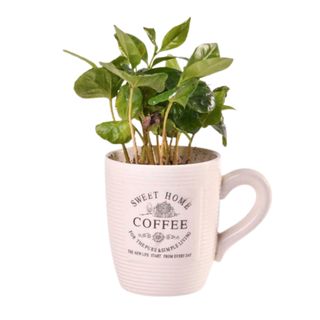 Planta Café Arabiga-Cafeto