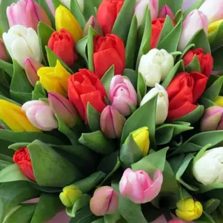 Tulipani misto
