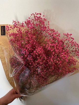 ვარდისფერი გიფსოფილია