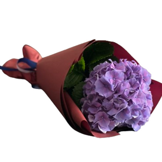 Czarująca hortensja 3 szt