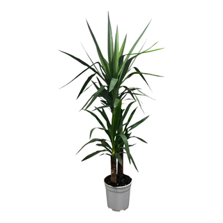 Pianta Jucca grande