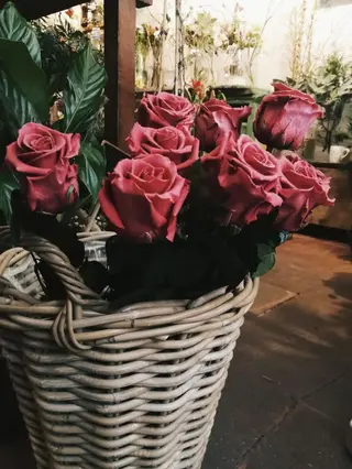 Rosa Eterna Burdeos