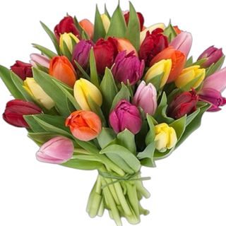 10 Kolorowych Tulipanów