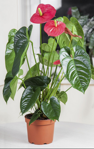 Planta Anthurium