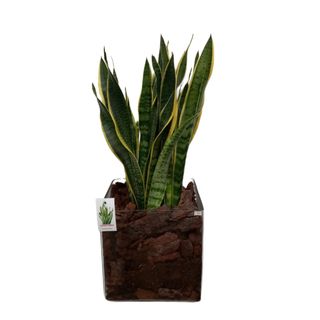Sanseveria vaso in vetro quadrato
