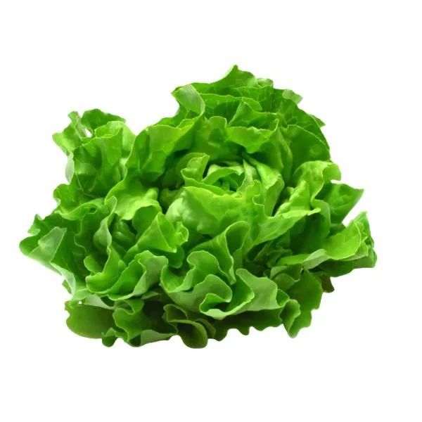 Lettuce Medium (1 Bunch)