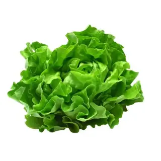 Lettuce Medium - 1 Unit