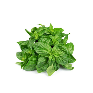 Basil