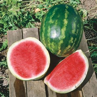 Tri-Watermelon S/B