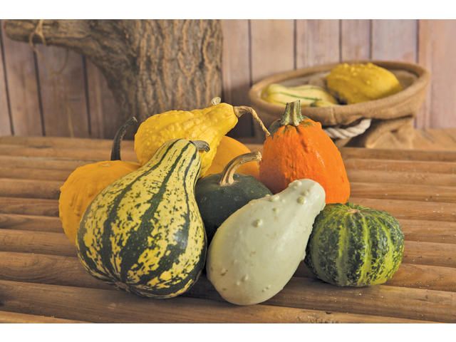 Dovleci🎃