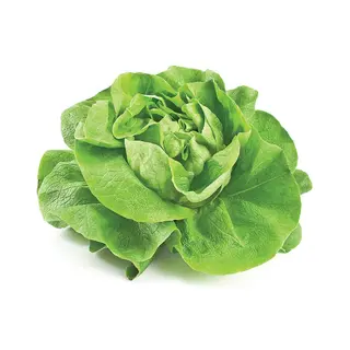 Zelena salata / 1kom